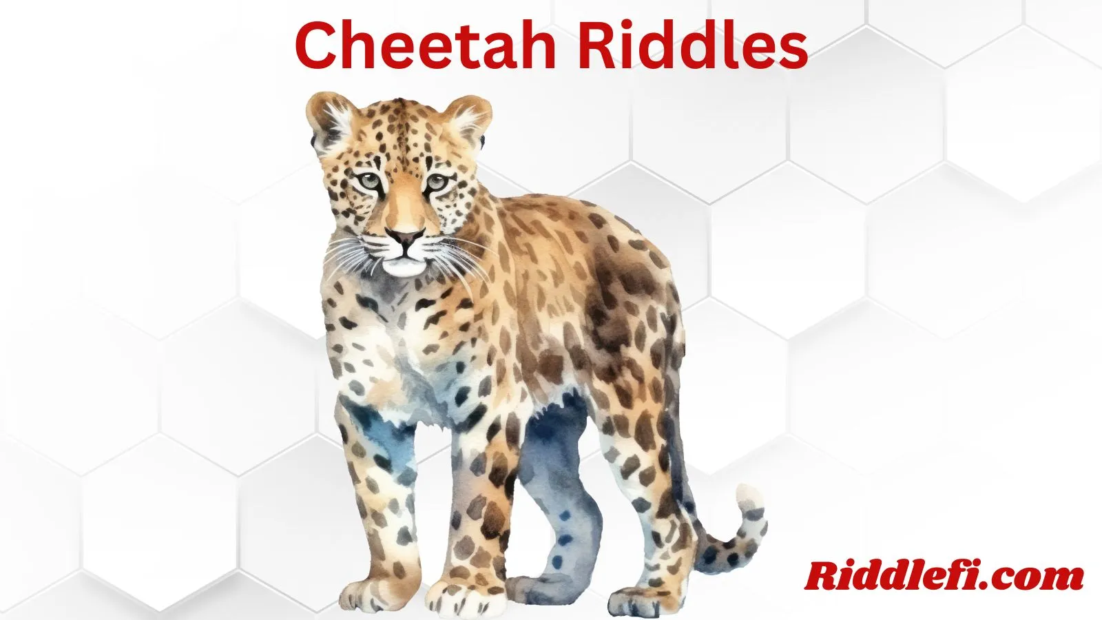 Cheetah Riddles
