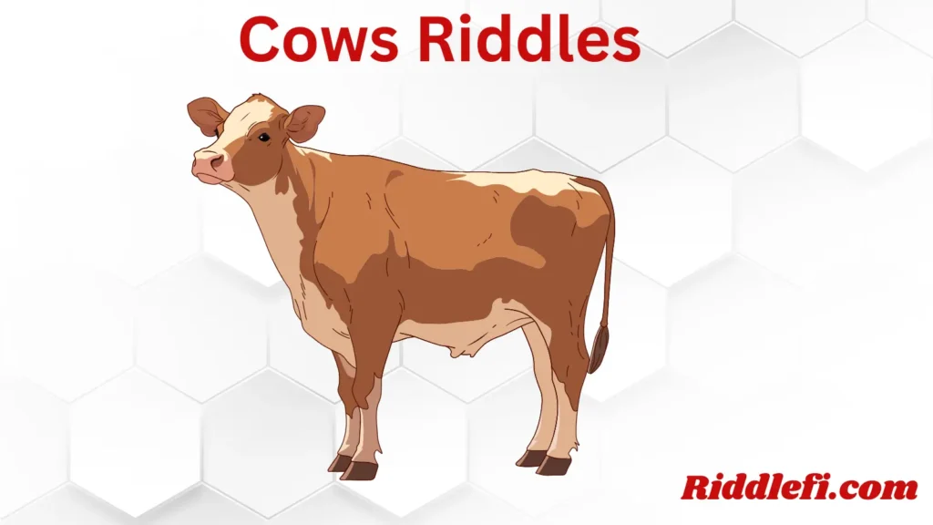 Cows Riddles