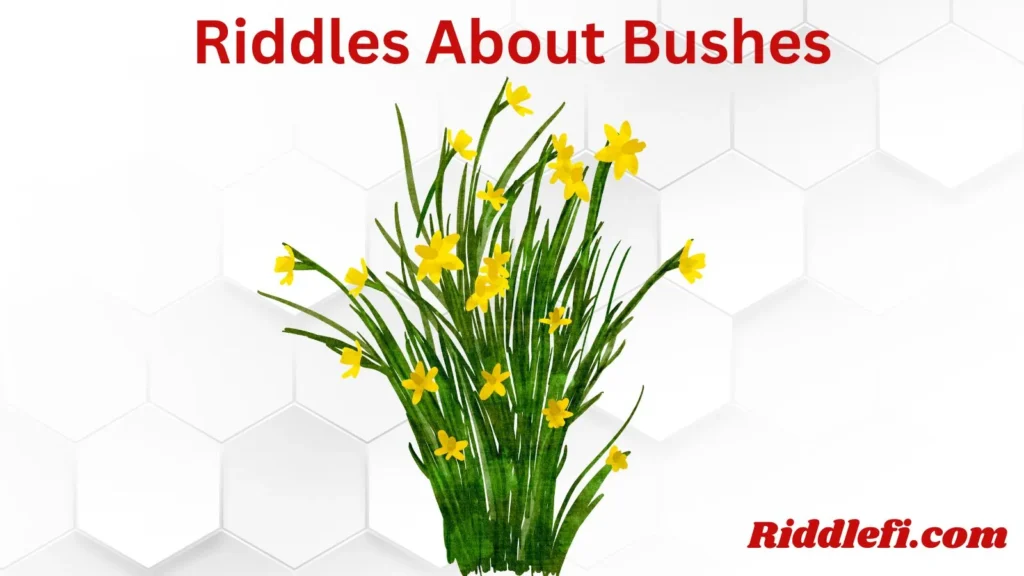 Riddles About Bushes