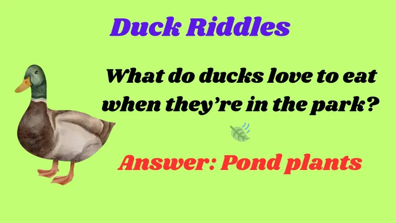 Duck Riddles