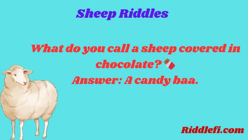 sheep riddles