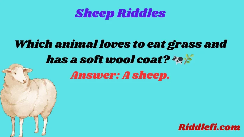 Sheep Riddles