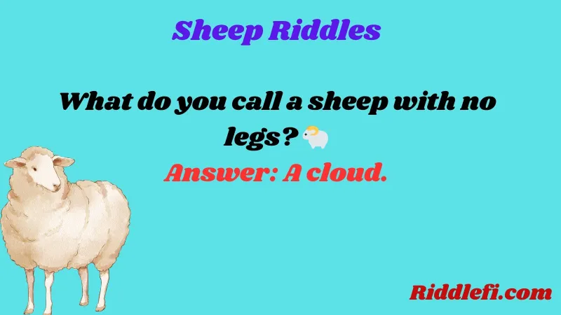 Sheep Riddles