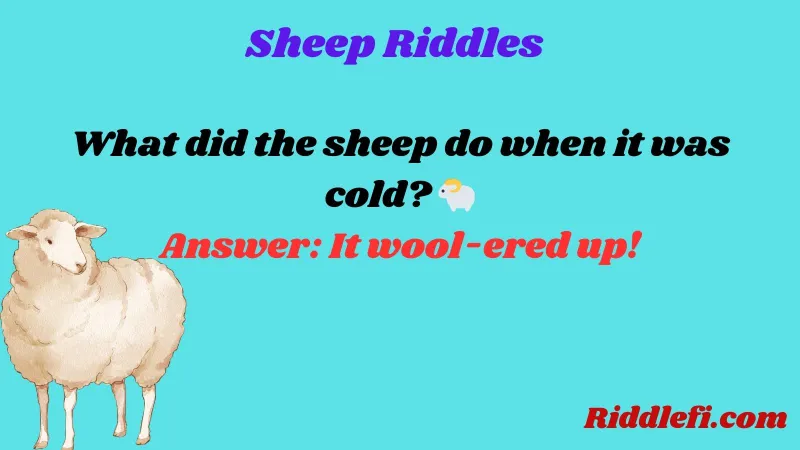 Sheep Riddles