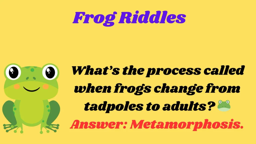 Frog Riddles